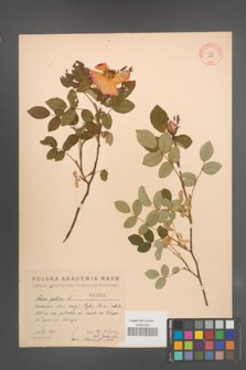 Rosa gallica [KOR 2860]
