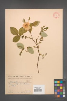 Rosa gallica [KOR 2123]