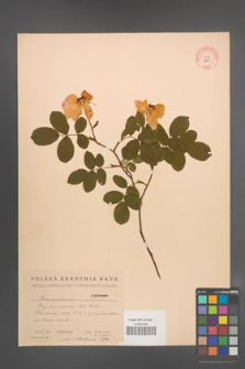Rosa gallica [KOR 2844]