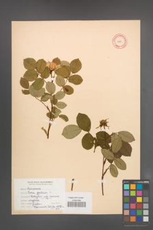 Rosa gallica [KOR 9849]