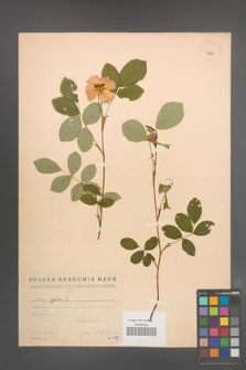 Rosa gallica [KOR 17992]