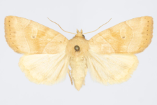 Cosmia trapezina