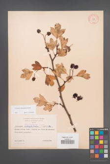 Crataegus rhipidophylla [KOR 3482]