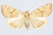 Cosmia trapezina