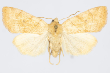 Cosmia trapezina