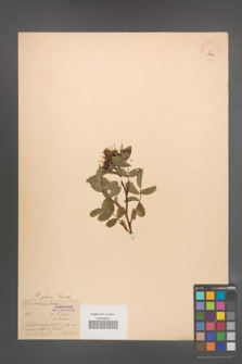 Rosa glauca [KOR 18020]