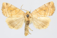 Cosmia trapezina