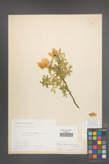 Rosa hemisphaerica [KOR 18047]