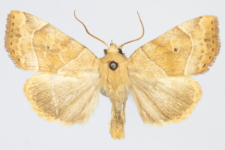 Cosmia trapezina