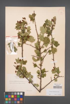 Crataegus rhipidophylla [KOR 4101]