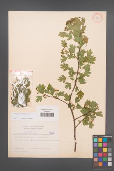 Crataegus rhipidophylla [KOR 4494]