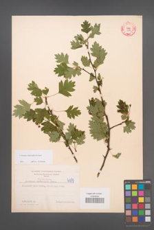 Crataegus rhipidophylla [KOR 4189]