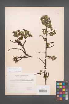Crataegus rhipidophylla [KOR 5581]