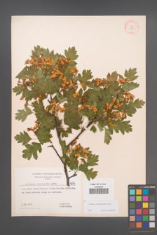 Crataegus rhipidophylla [KOR 4994]