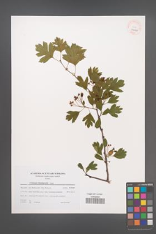 Crataegus rhipidophylla [KOR 39446]