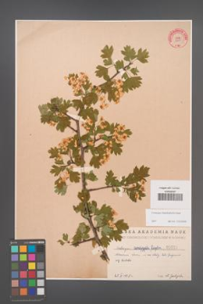 Crataegus rhipidophylla [KOR 1639]