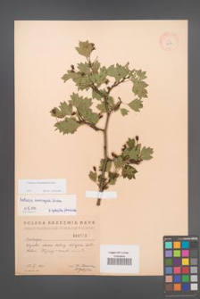 Crataegus rhipidophylla [KOR 2503]