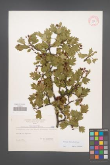 Crataegus rhipidophylla [KOR 6310]