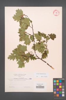 Crataegus rhipidophylla [KOR 6996]