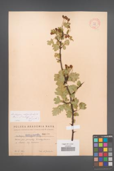 Crataegus rhipidophylla [KOR 2491]