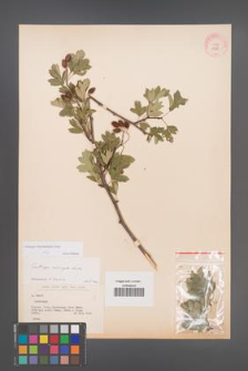 Crataegus rhipidophylla [KOR 13235]