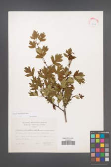 Crataegus rhipidophylla [KOR 25048]