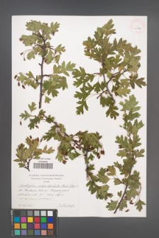 Crataegus rhipidophylla [KOR 43944]