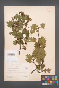 Crataegus rhipidophylla [KOR 4756]