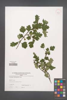 Crataegus rhipidophylla [KOR 39025]