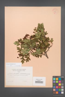 Crataegus rhipidophylla [KOR 55600]