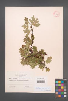 Crataegus rhipidophylla [KOR 13247]