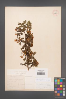 Crataegus rhipidophylla [KOR 55489]