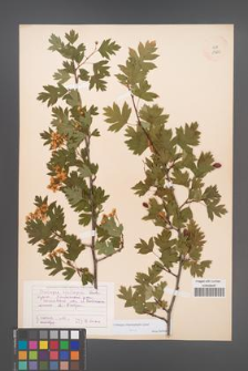 Crataegus rhipidophylla [KOR 13230]