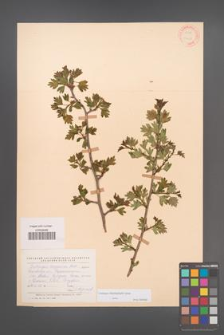 Crataegus rhipidophylla [KOR 13458]