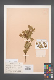 Crataegus rhipidophylla [KOR 13389]