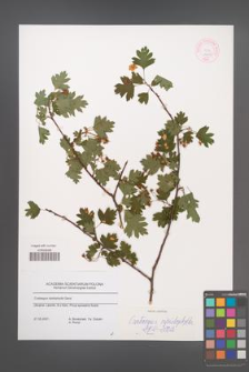 Crataegus rhipidophylla [KOR 44446]