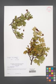 Crataegus rhipidophylla [KOR 42241]