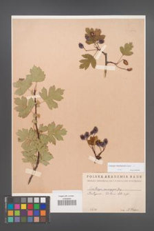 Crataegus rhipidophylla [KOR 13332]