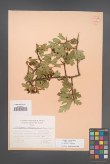 Crataegus ×sinaica [KOR 55599]