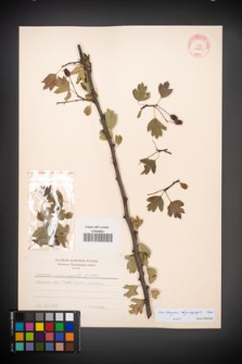 Crataegus rhipidophylla [KOR 13250]
