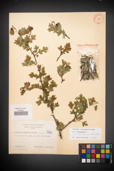 Crataegus rhipidophylla [KOR 4522]