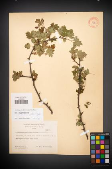 Crataegus rhipidophylla [KOR 4100]
