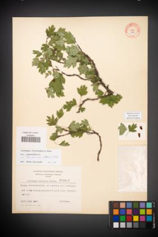 Crataegus rhipidophylla [KOR 3846]