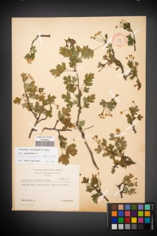 Crataegus rhipidophylla [KOR 3458]