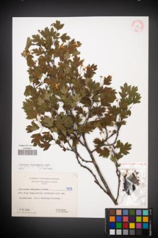Crataegus rhipidophylla [KOR 5009]