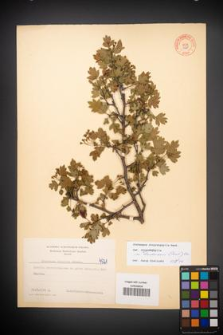 Crataegus rhipidophylla [KOR 4521]
