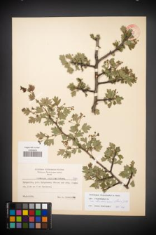 Crataegus rhipidophylla [KOR 7791]