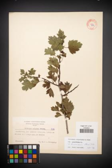 Crataegus rhipidophylla [KOR 8092]