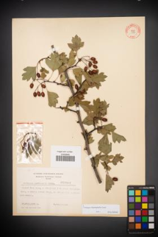 Crataegus rhipidophylla [KOR 3907]