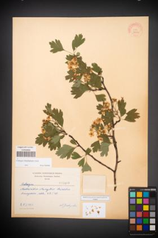 Crataegus rhipidophylla [KOR 3306]